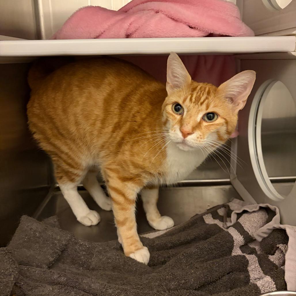 Leo, Adoptable, Adult Male Domestic Short Hair.