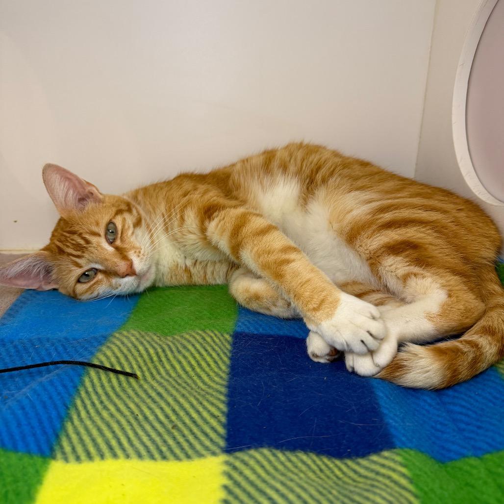 Leo, a Adoptable Domestic Short Hair in Council Bluffs, IA image 2/2