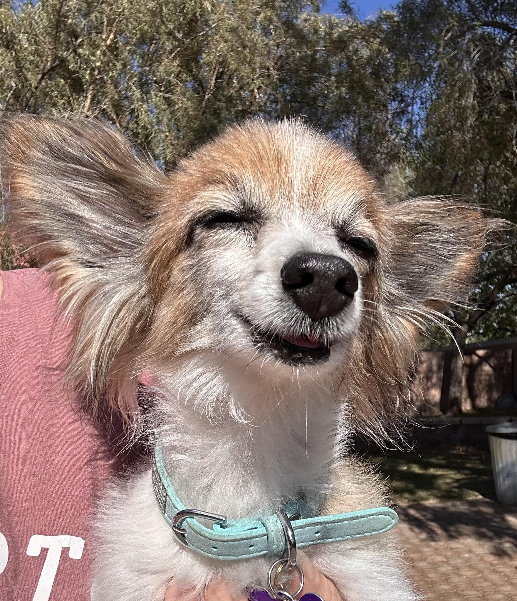 Toby, adopted, Senior Male Papillon.