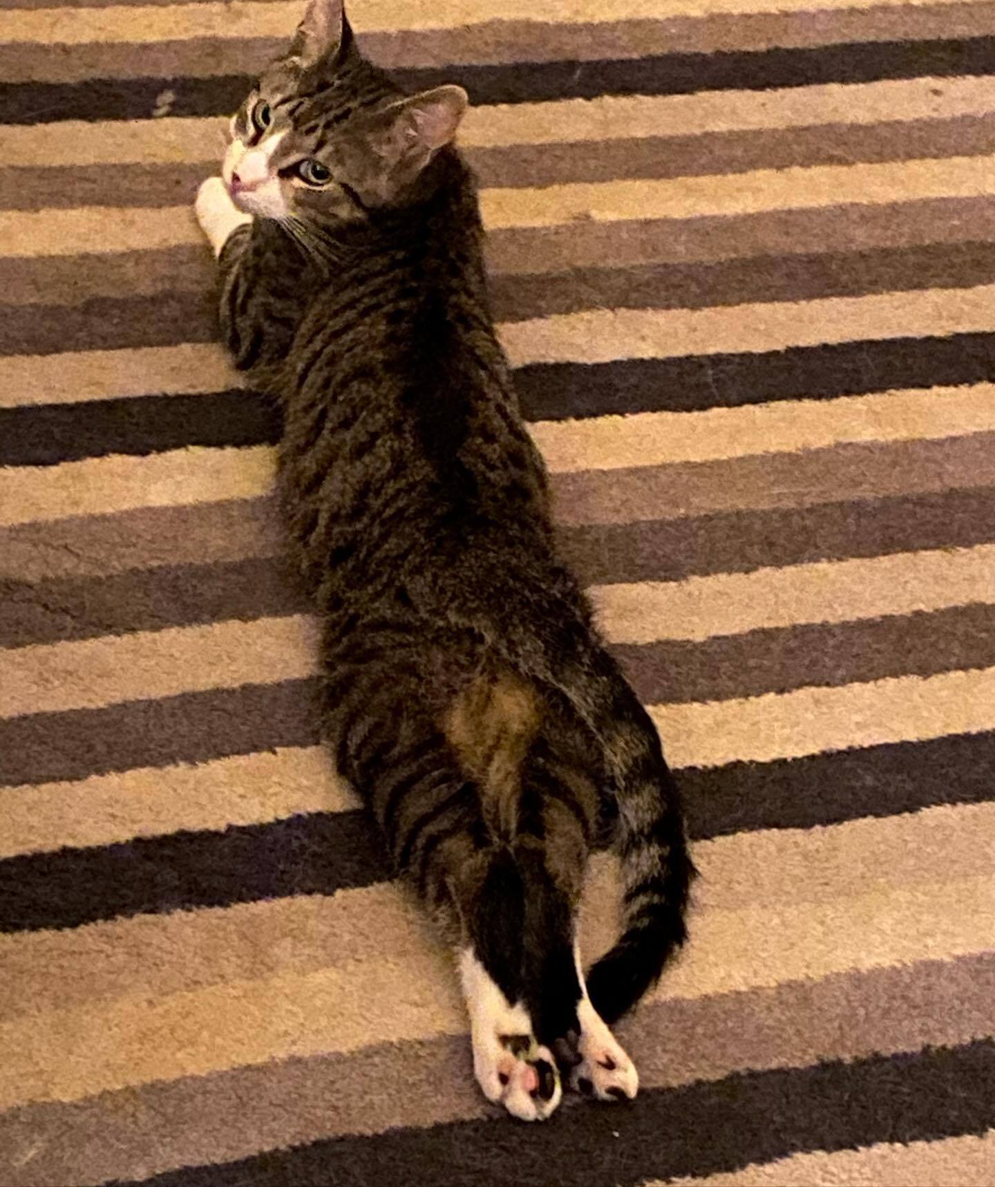 Louie, a Adoptable Domestic Short Hair in Lodi, CA image 1/8