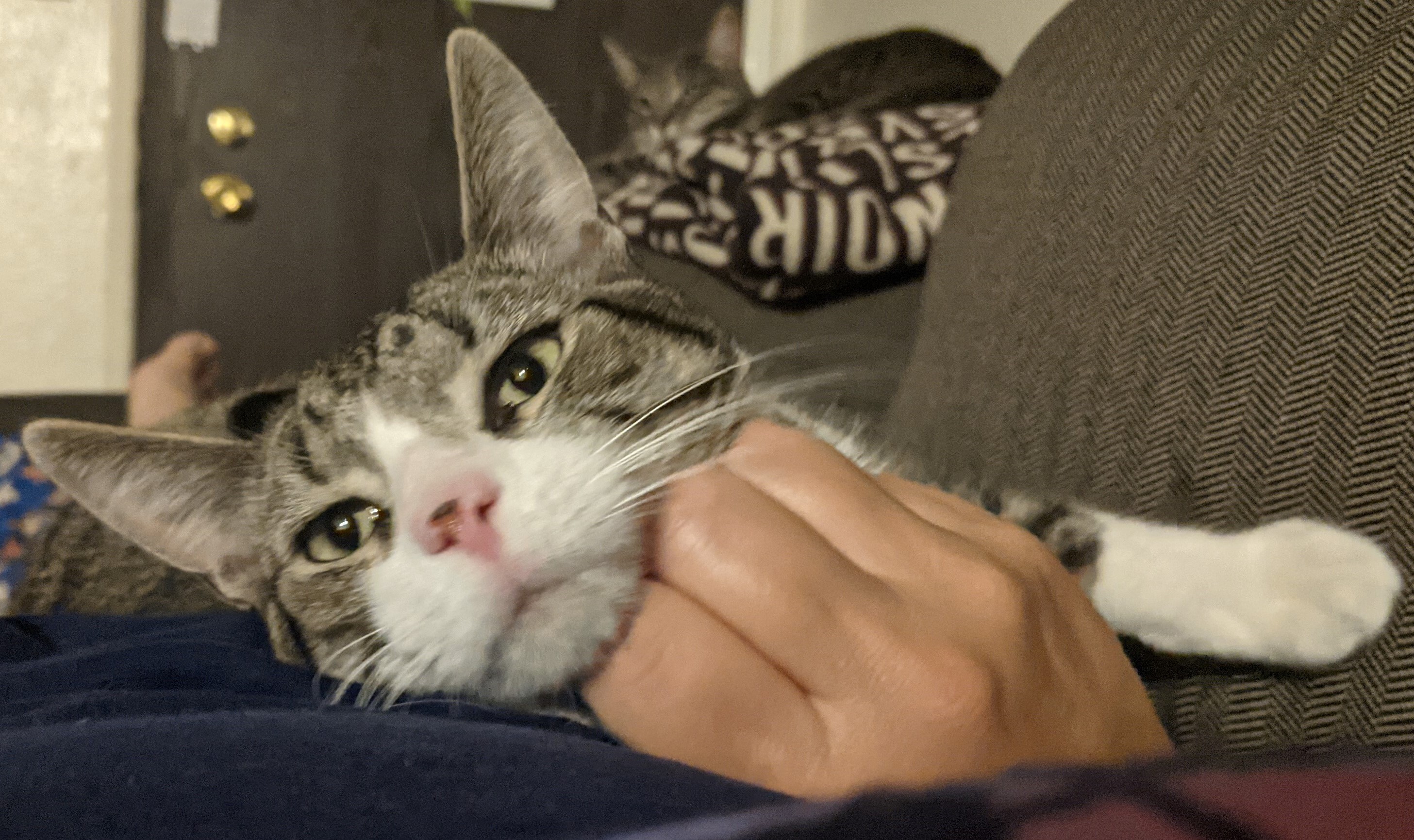 Louie, a Adoptable Domestic Short Hair in Lodi, CA image 2/8