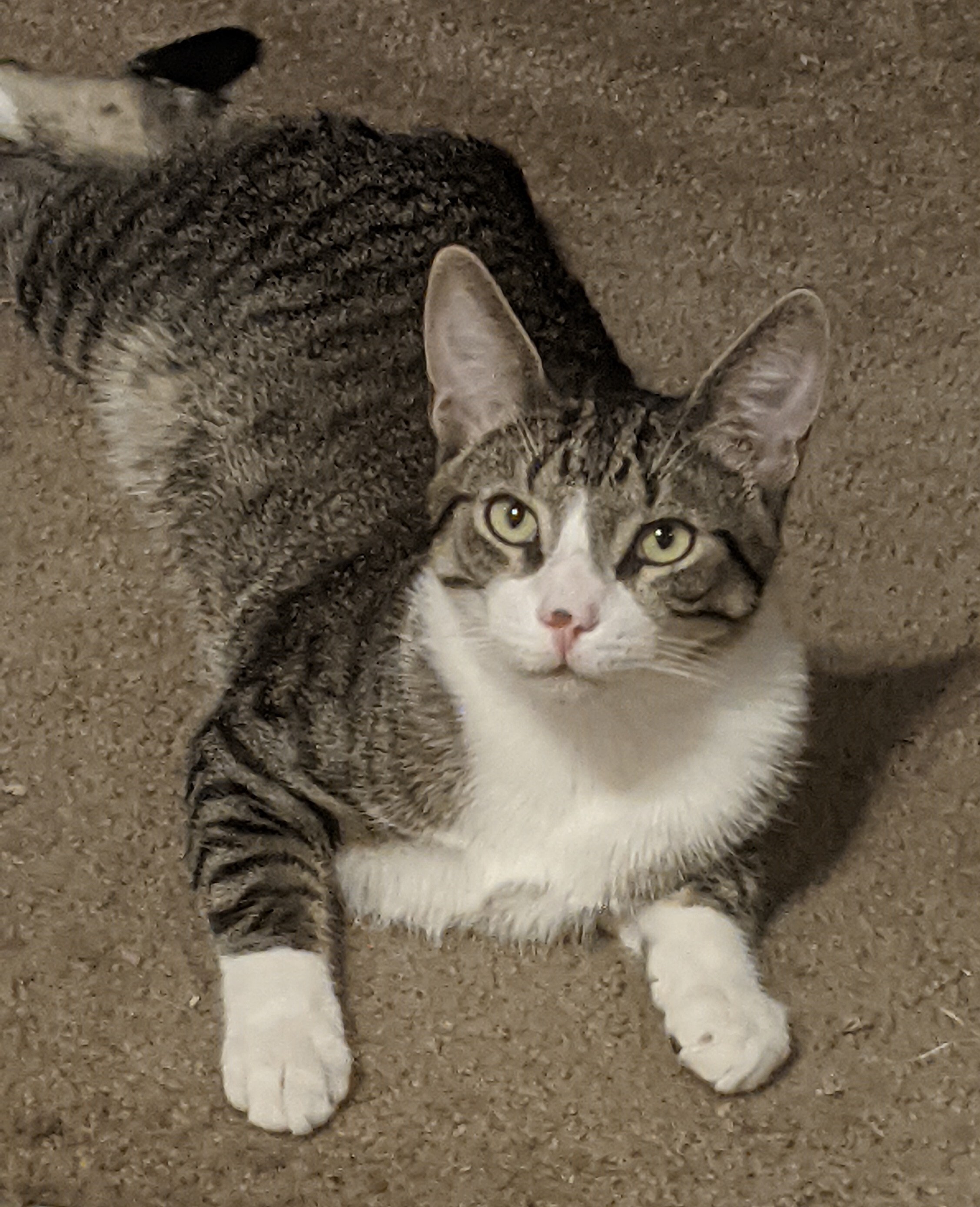 Louie, a Adoptable Domestic Short Hair in Lodi, CA image 3/8