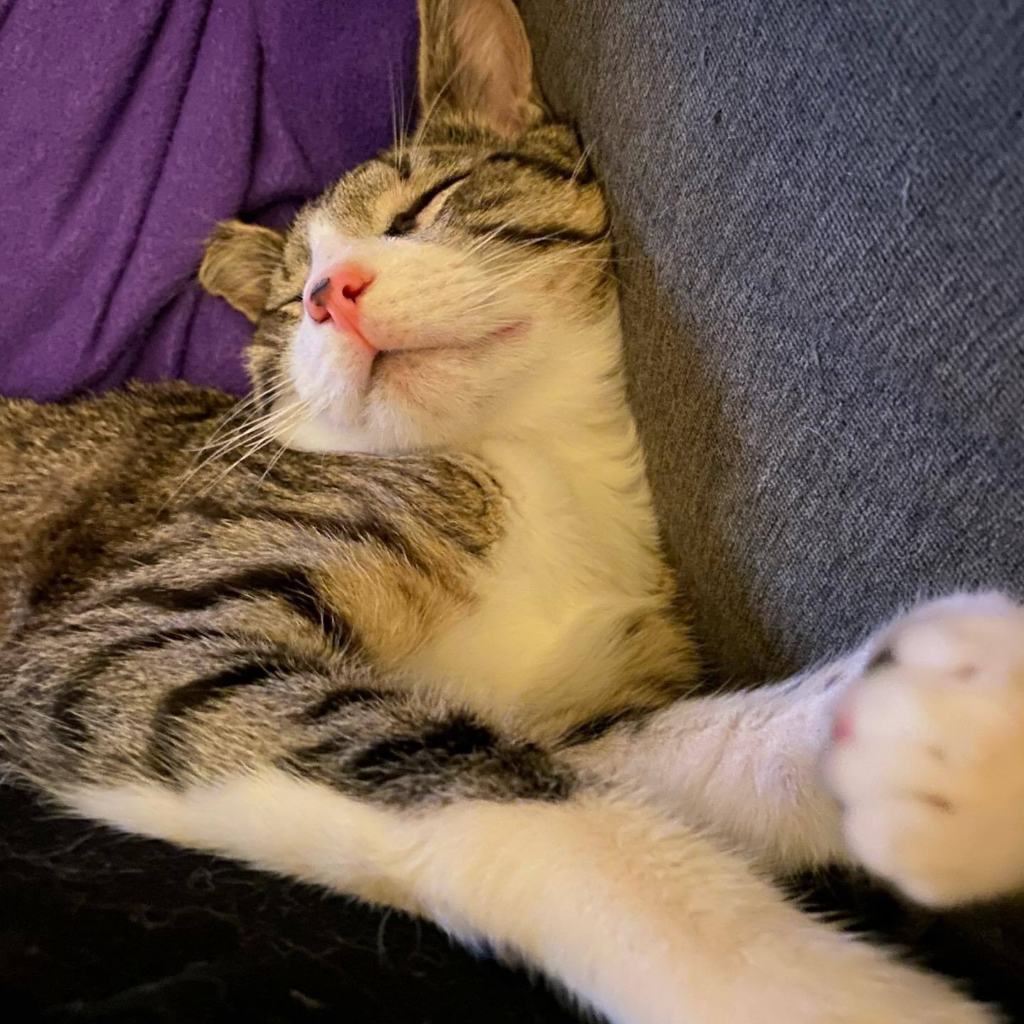 Louie, a Adoptable Domestic Short Hair in Lodi, CA image 4/8