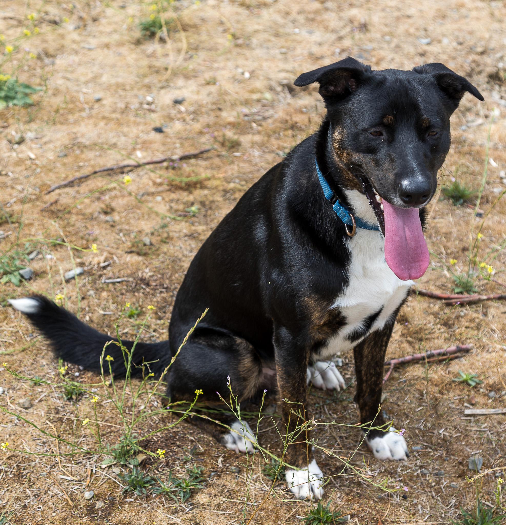Ike, an adoptable Shepherd in Jacksonville, OR, 97530 | Photo Image 3