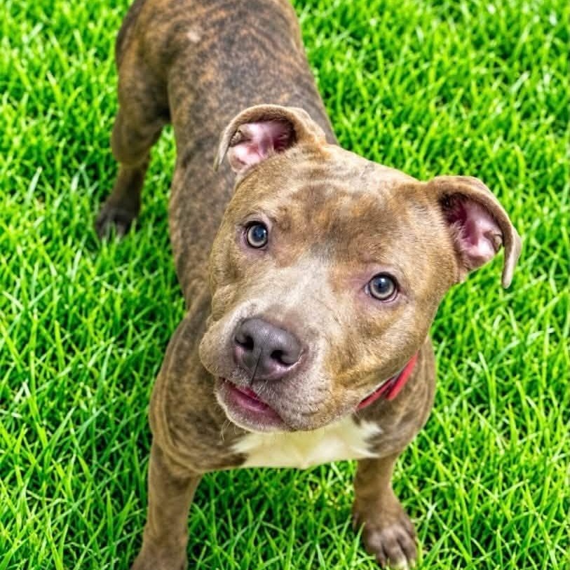 Enlarge Claurice, a Adoptable mixed breed in Battle Creek, MI image 1/1