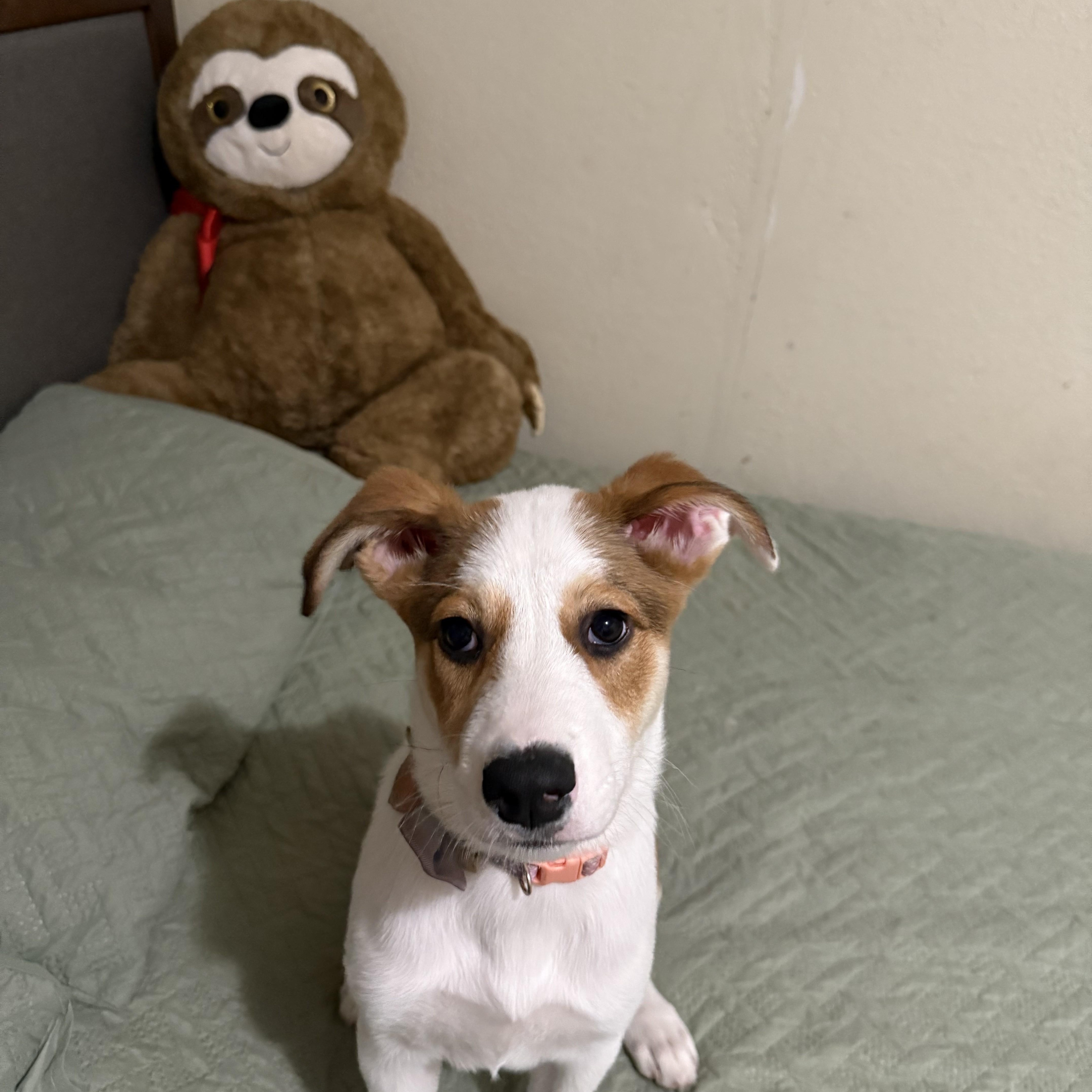 Enlarge Raya, a Adoptable mixed breed in Choctaw, OK image 1/3