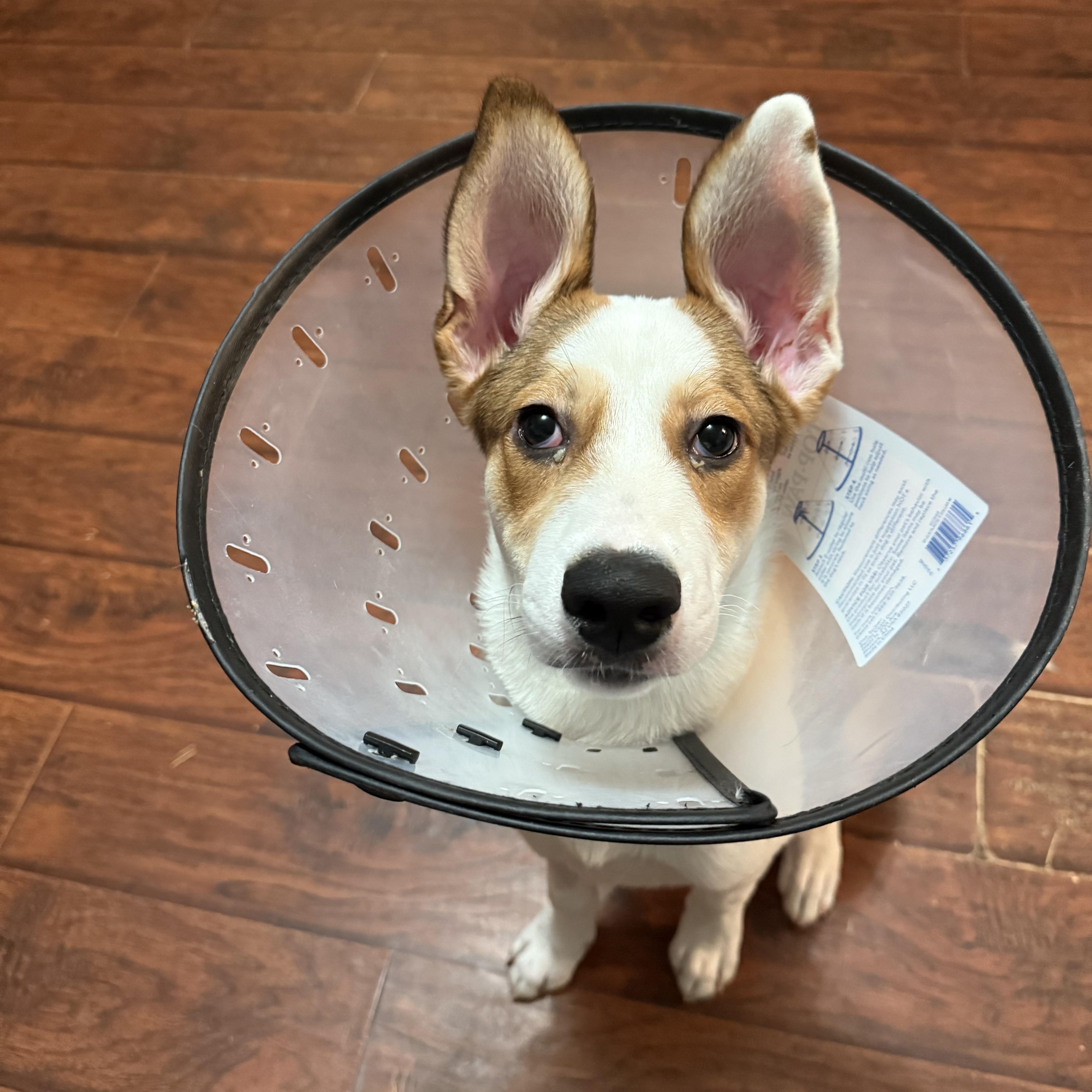 Enlarge Raya, a Adoptable mixed breed in Choctaw, OK image 2/3