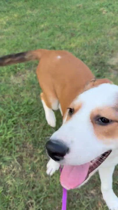Enlarge Raya, a Adoptable mixed breed in Choctaw, OK video 3/3