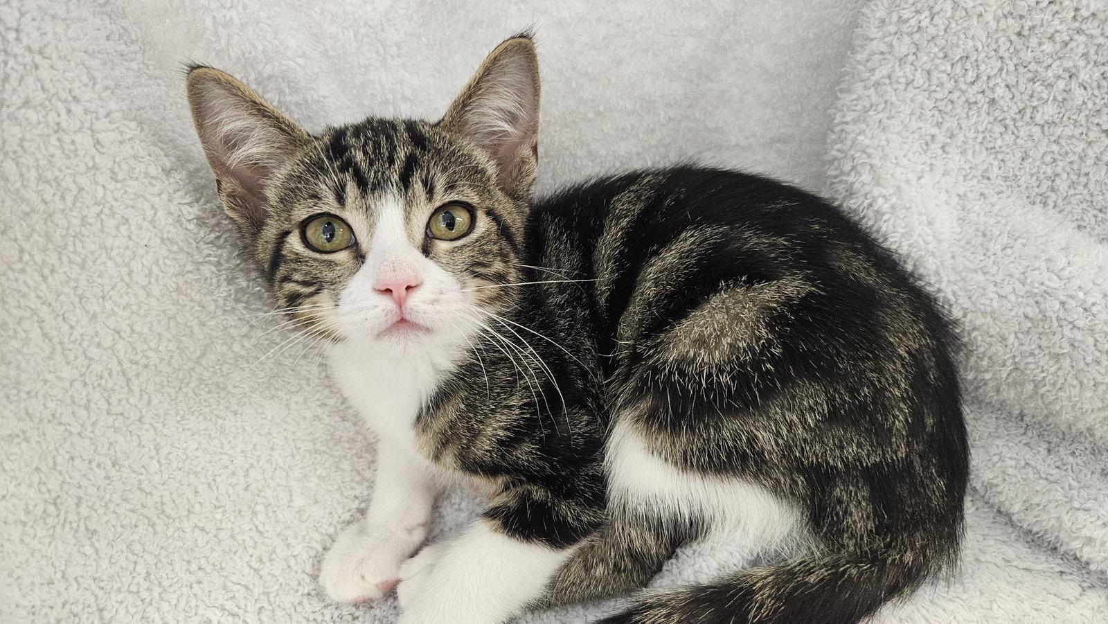 Marbles, Adoptable, Kitten Male Domestic Short Hair.