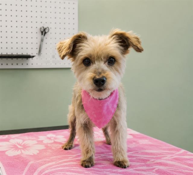 CHIQUIS, Adoptable, Senior Female Yorkshire Terrier & Border Terrier.