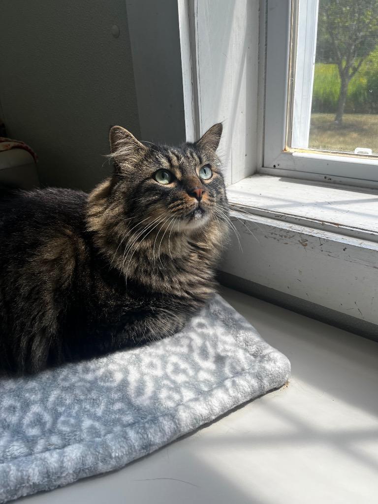 Ozzie (fka Jess), Adoptable, Adult Male Domestic Medium Hair.