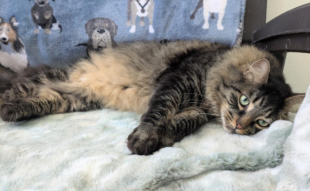 Enlarge Ozzie (fka Jess), a Adoptable mixed breed in Cumberland, ME image 2/2
