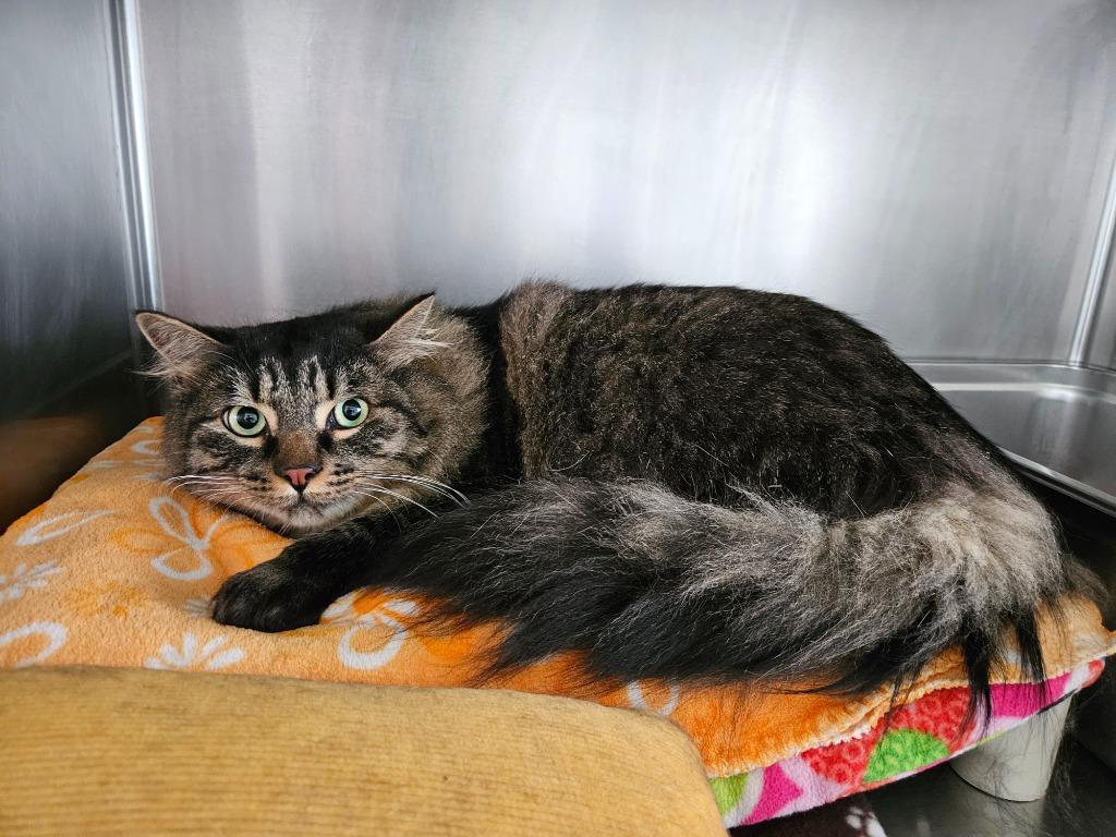 Enlarge Ozzie (fka Jess), a Adoptable mixed breed in Cumberland, ME image 2/2