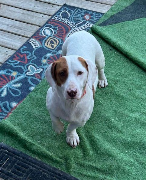 Enlarge DAISY (ohiosdrecue@gmail.com), an adopted mixed breed in Elyria, OH image 1/4