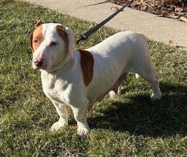 Enlarge DAISY (ohiosdrecue@gmail.com), an adopted mixed breed in Elyria, OH image 2/4
