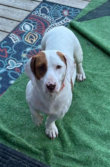 Enlarge DAISY (ohiosdrecue@gmail.com), an adopted mixed breed in Elyria, OH image 3/4