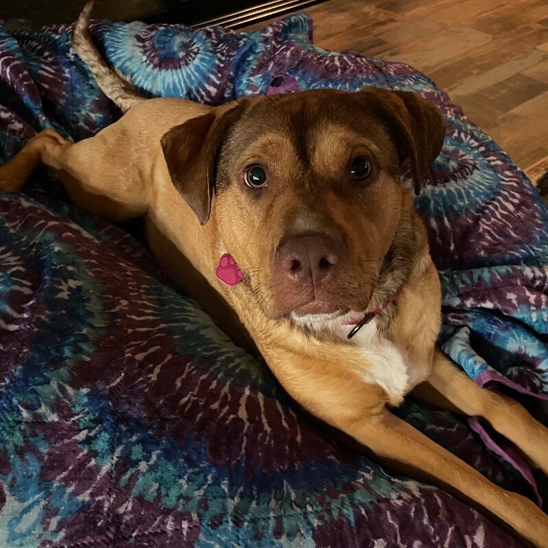 Dog for adoption Vienna Angel, an American Staffordshire Terrier