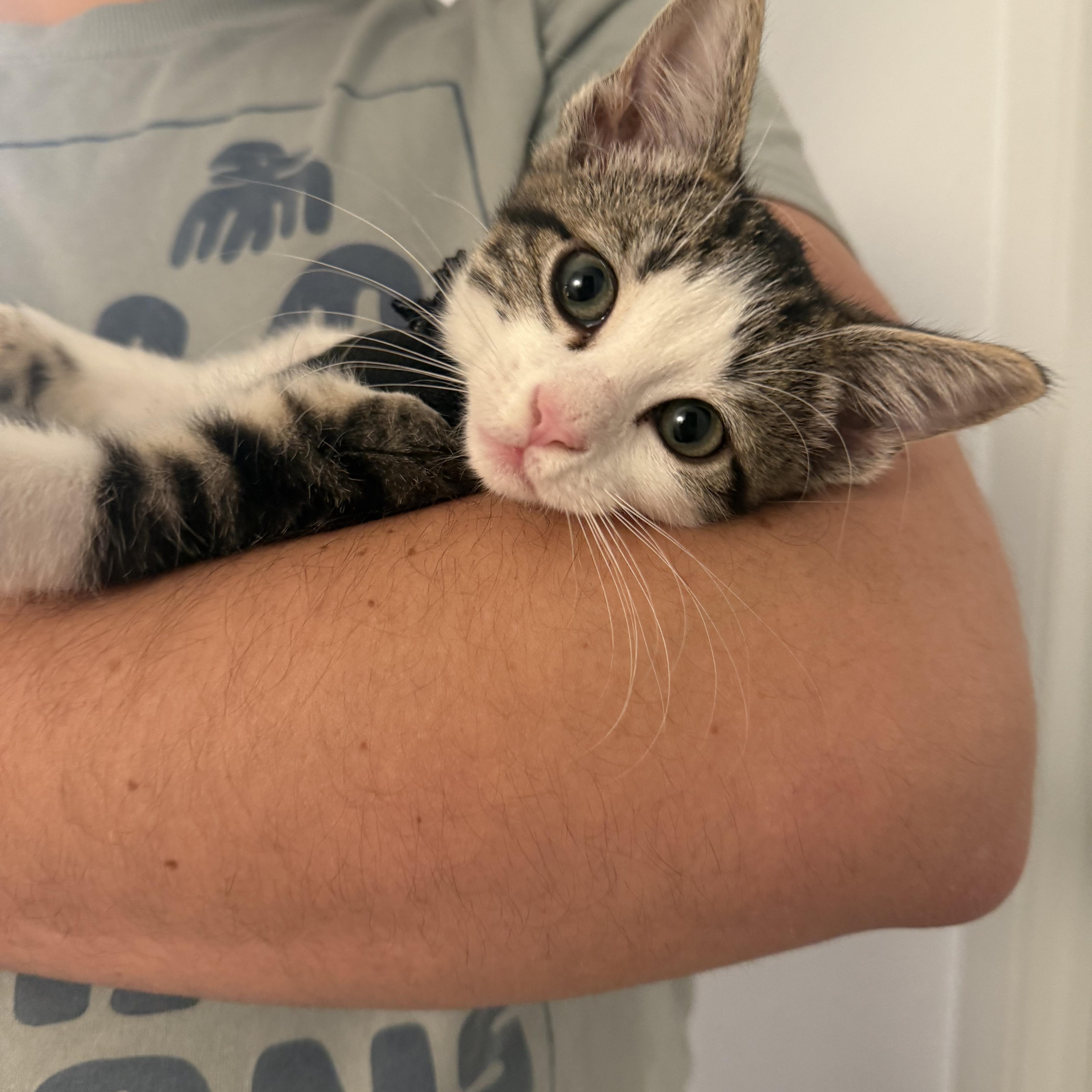 Enlarge Lucy Lu, an adoptable Tabby in Woodinville, WA image 2/6