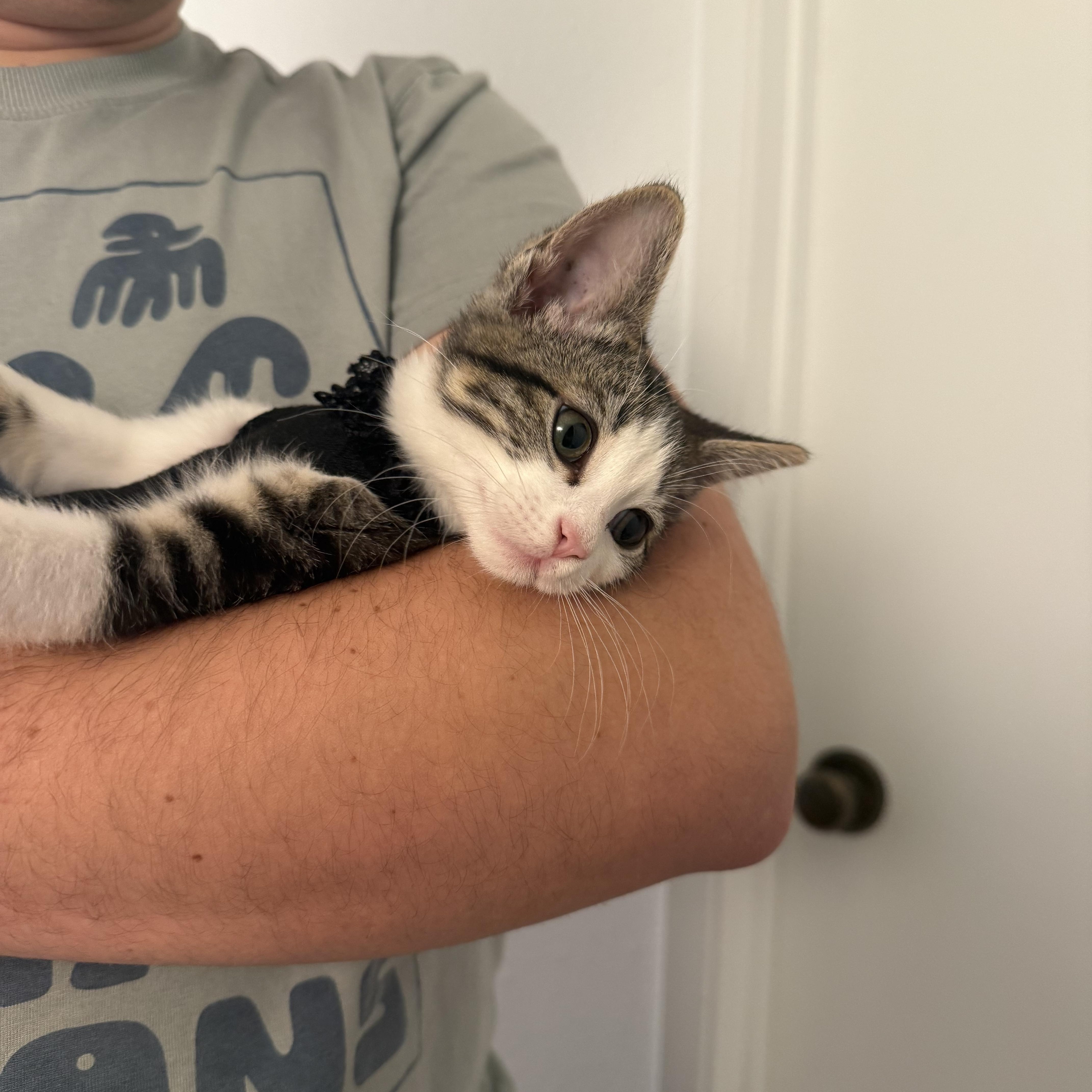 Enlarge Lucy Lu, an adoptable Tabby in Woodinville, WA image 6/6