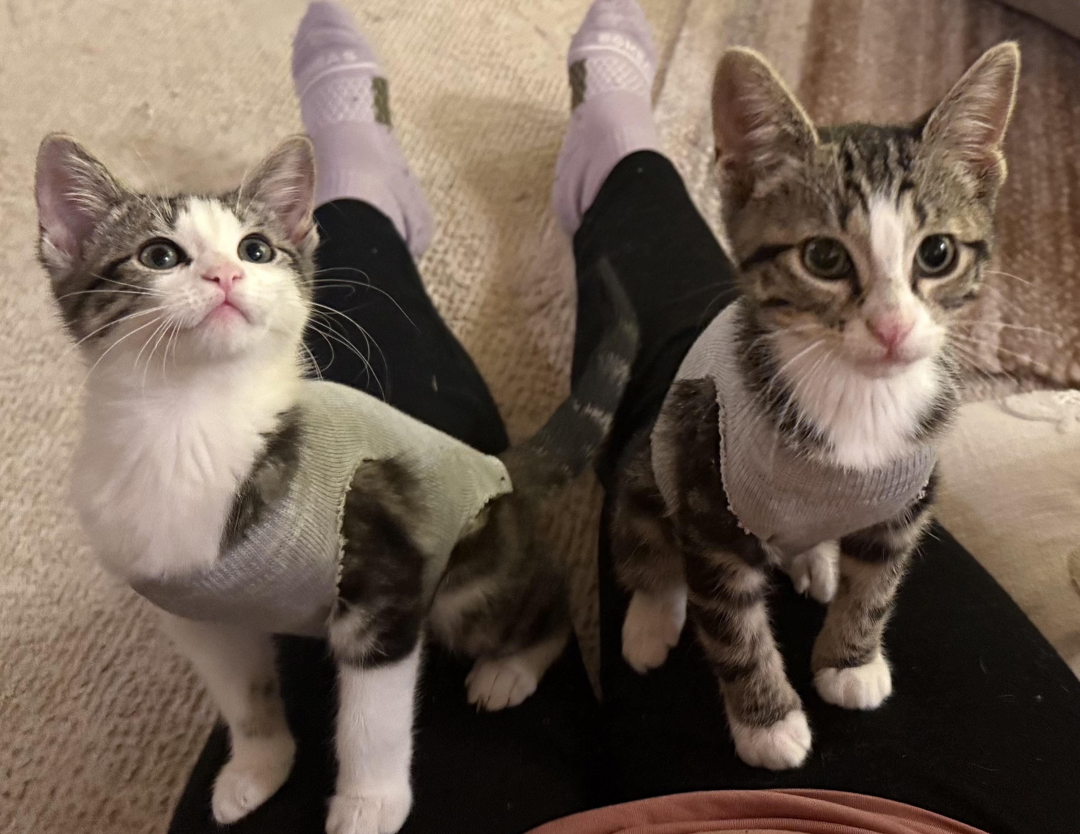 Enlarge Lucy Lu, an adoptable Tabby in Woodinville, WA image 3/6