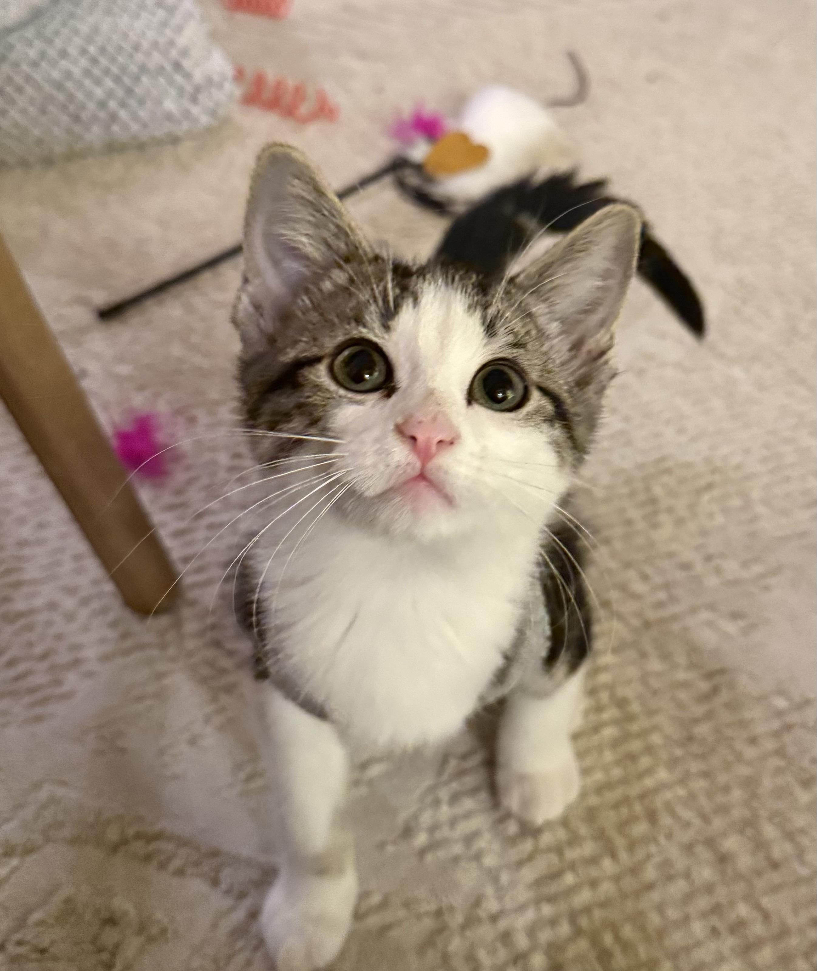 Lucy Lu, adoptable, Kitten Female Tabby.