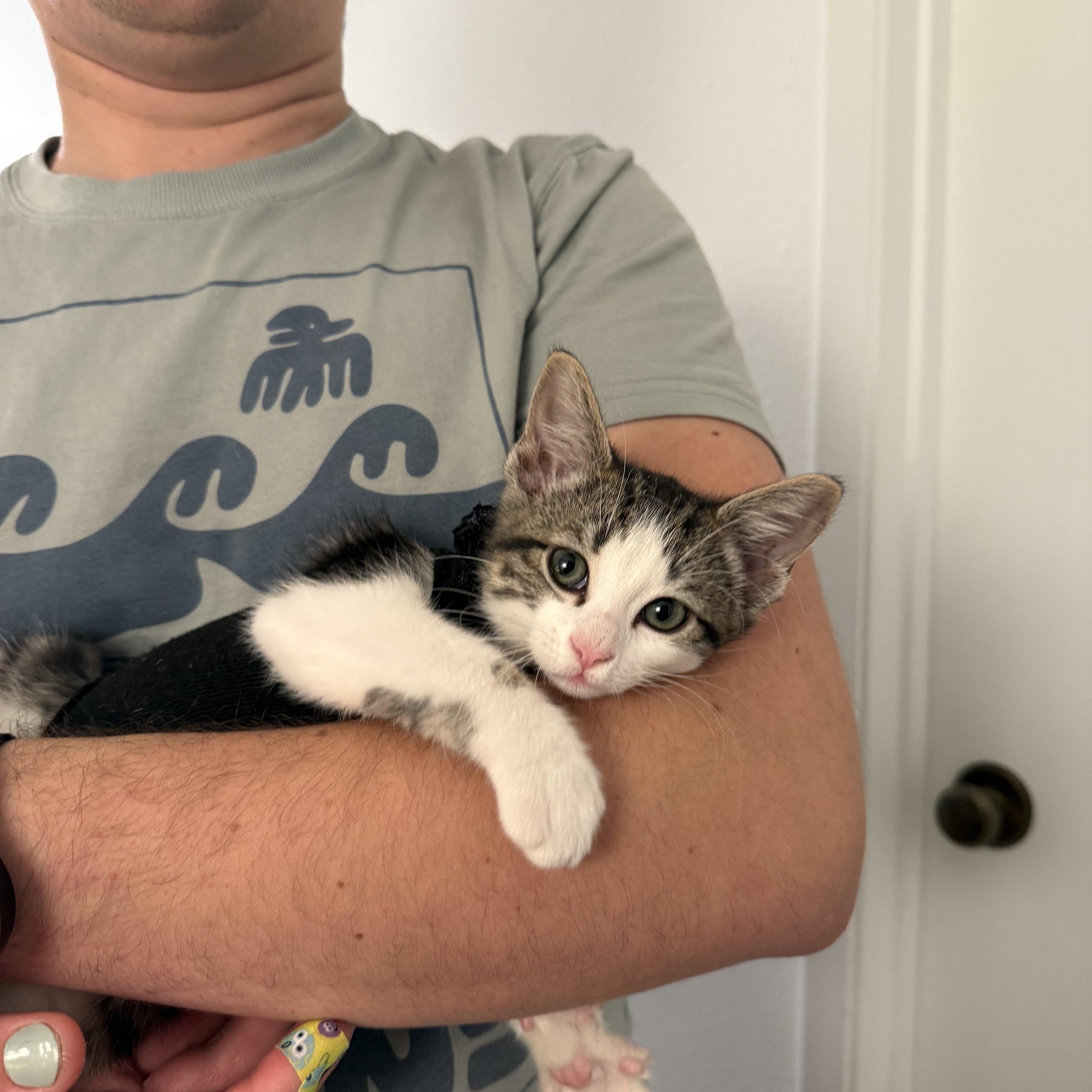 Enlarge Lucy Lu, an adoptable Tabby in Woodinville, WA image 4/6