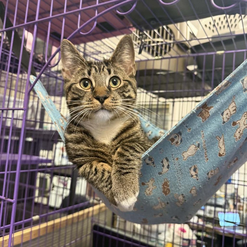 Ricky, Adoptable, Young Male Domestic Short Hair.