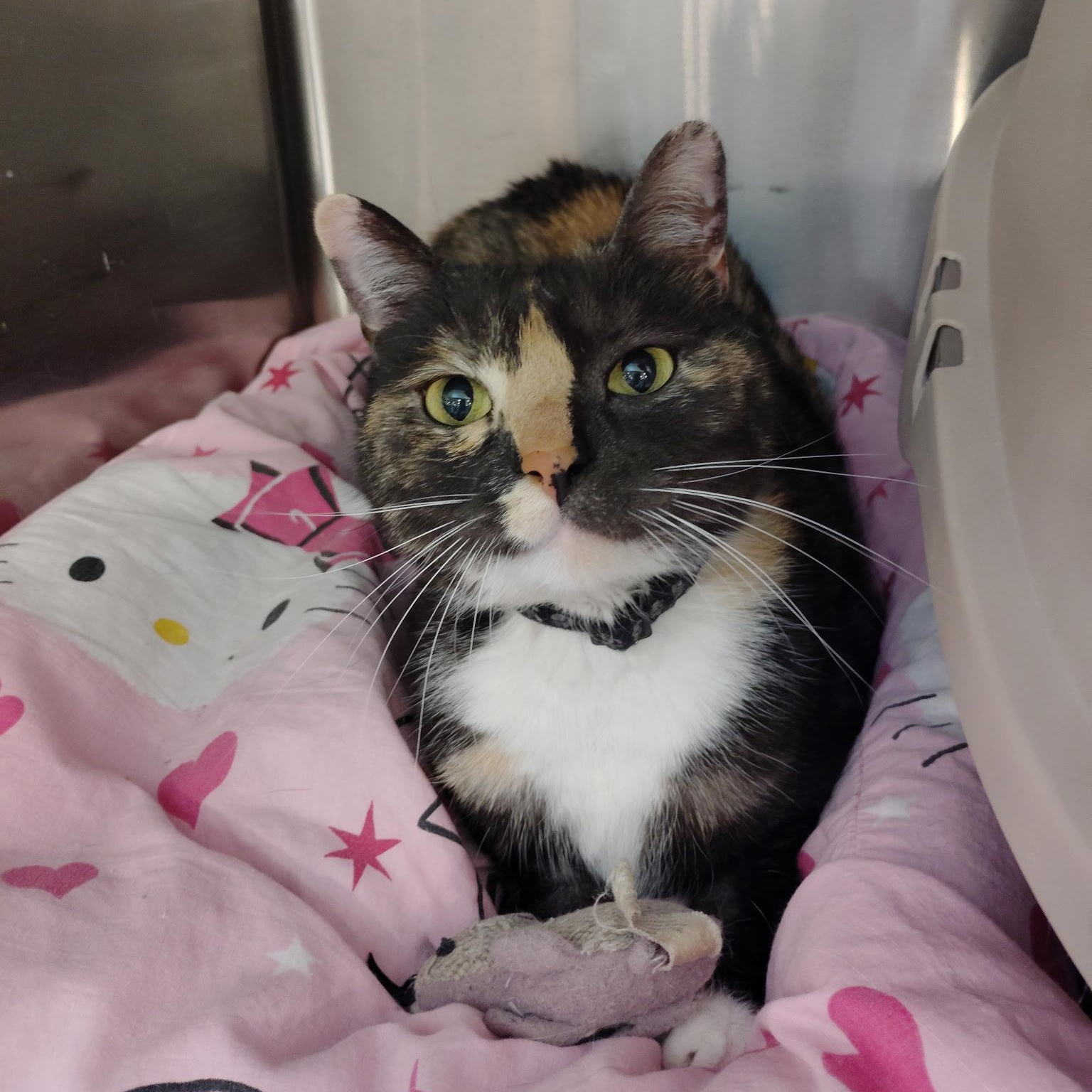 Enlarge Rosie, an adopted Calico in Rock Hill, SC image 1/1