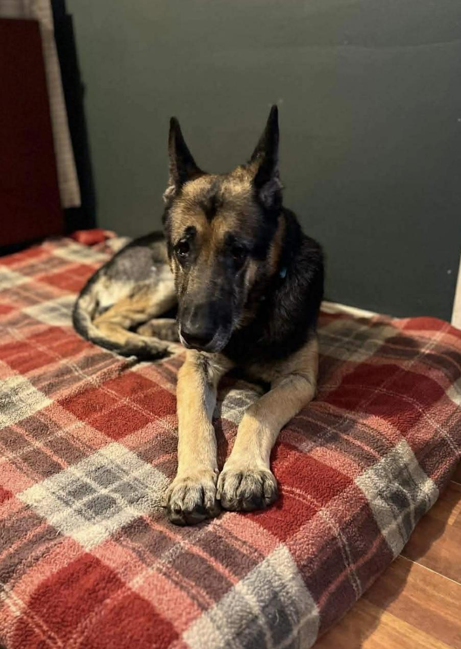 Enlarge Duke, a ADOPTABLE German Shepherd Dog in Wadsworth, OH image 2/3