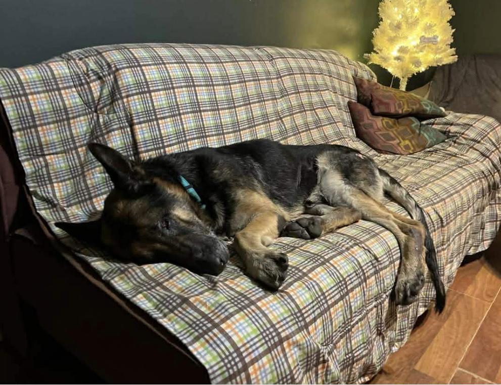 Enlarge Duke, a ADOPTABLE German Shepherd Dog in Wadsworth, OH image 3/3