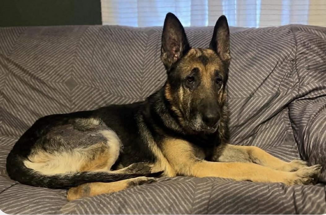 Duke, ADOPTABLE, Adult Male German Shepherd Dog.