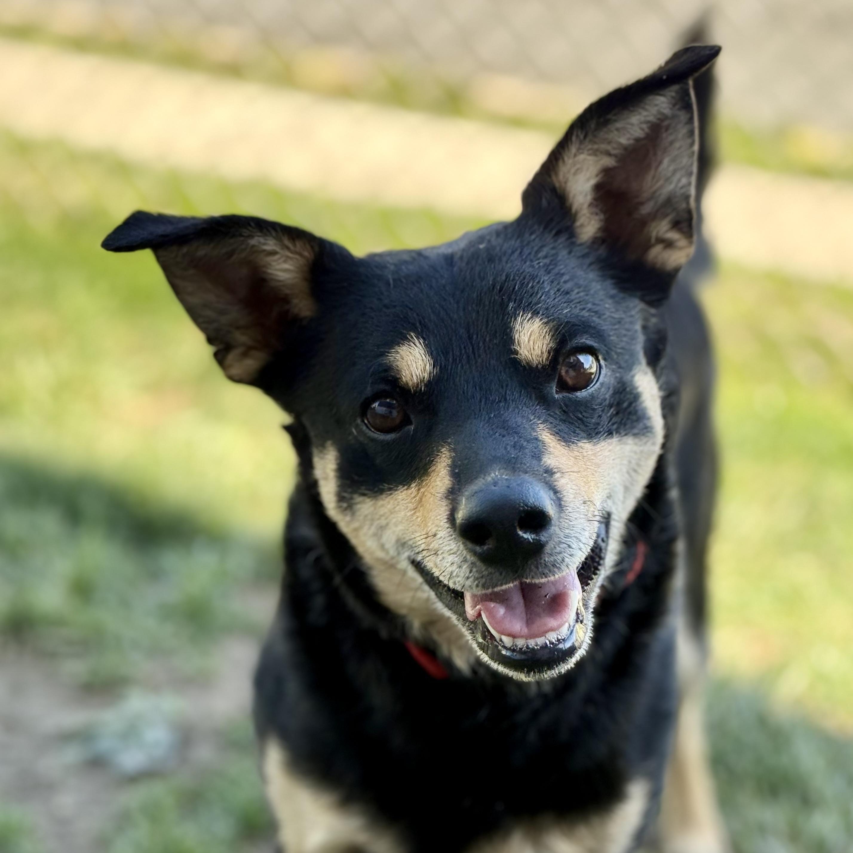 Wolf, an adopted mixed breed in King of Prussia, PA image 3/6