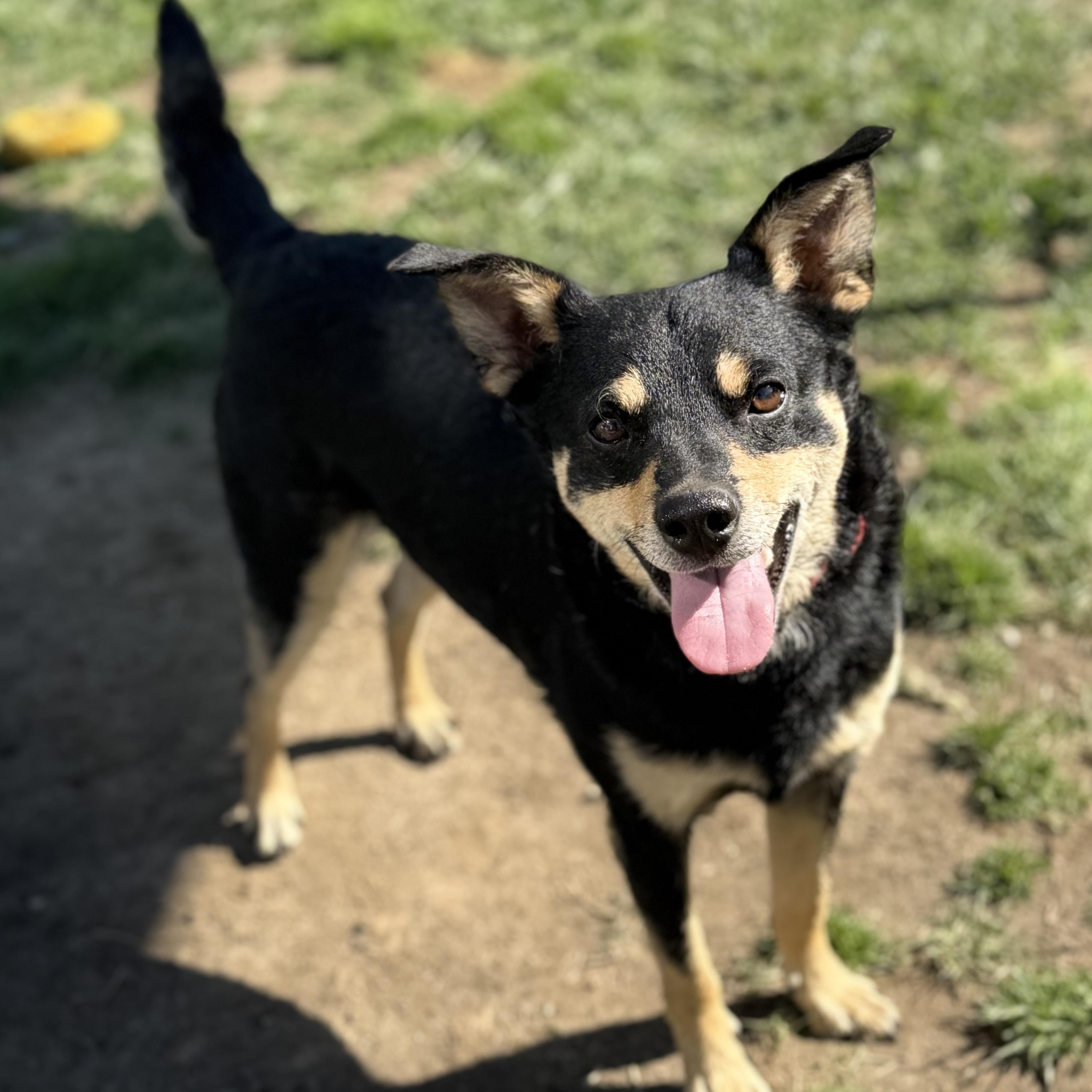 Wolf, an adopted mixed breed in King of Prussia, PA image 1/6