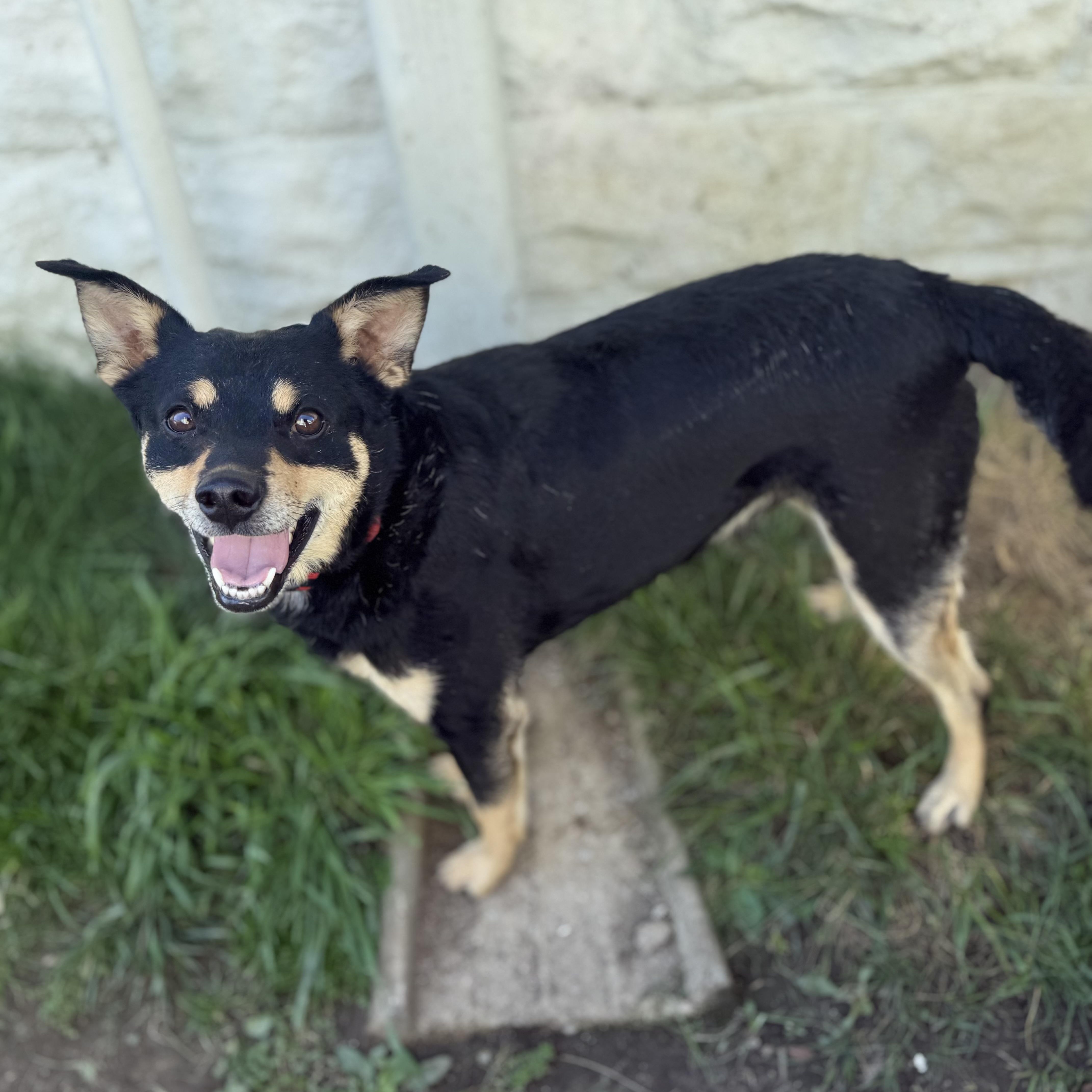 Wolf, an adopted mixed breed in King of Prussia, PA image 4/6