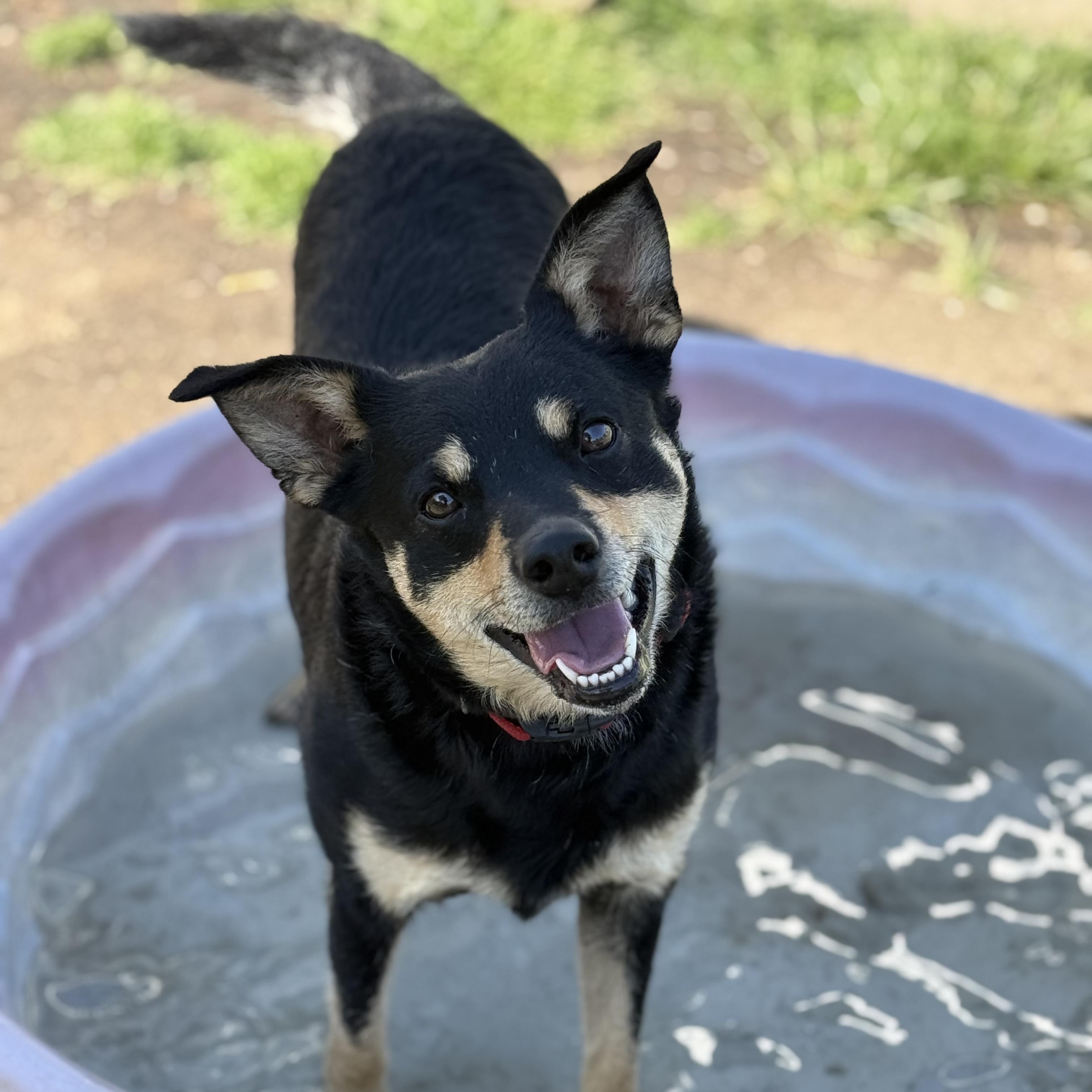 Wolf, an adopted mixed breed in King of Prussia, PA image 5/6