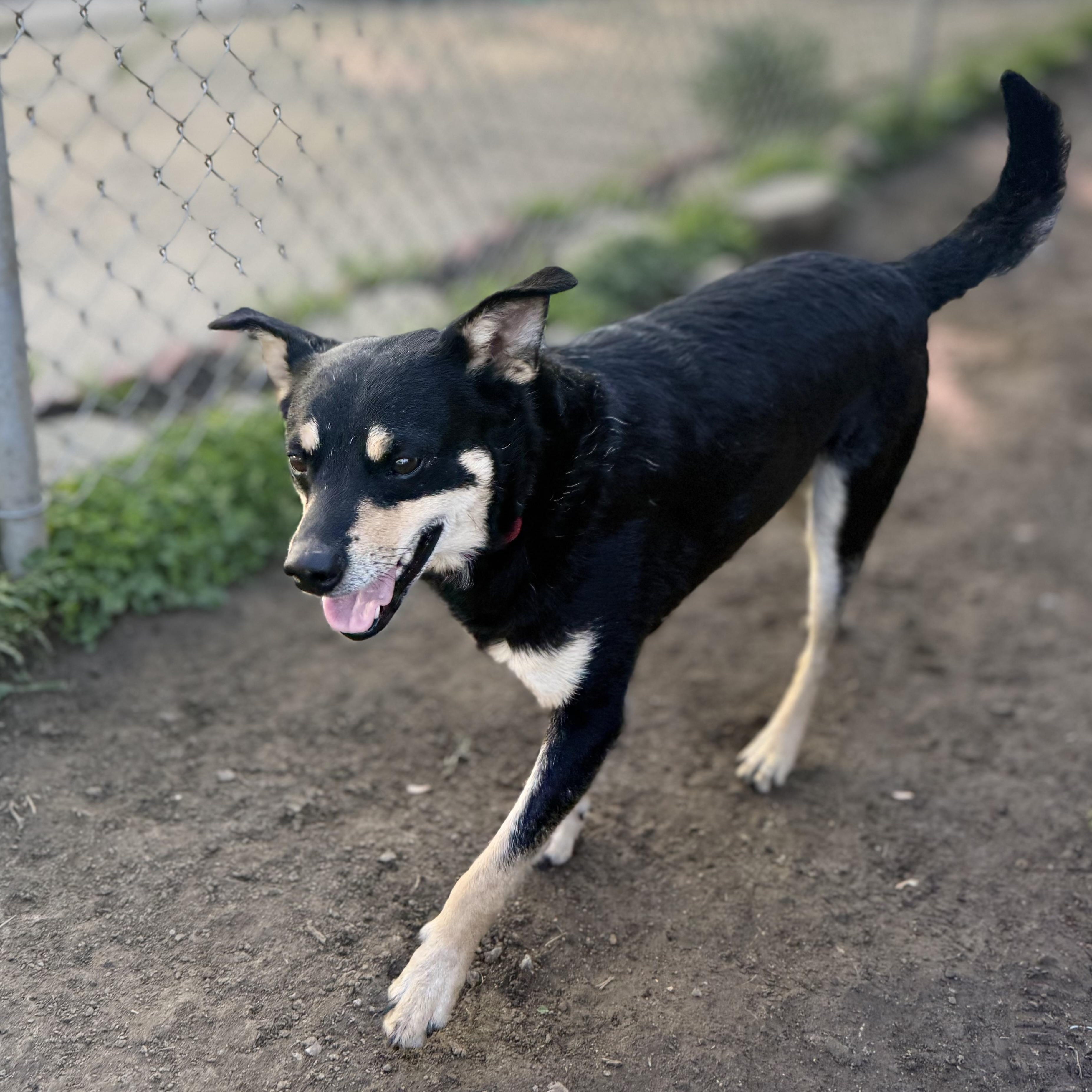 Wolf, an adopted mixed breed in King of Prussia, PA image 6/6