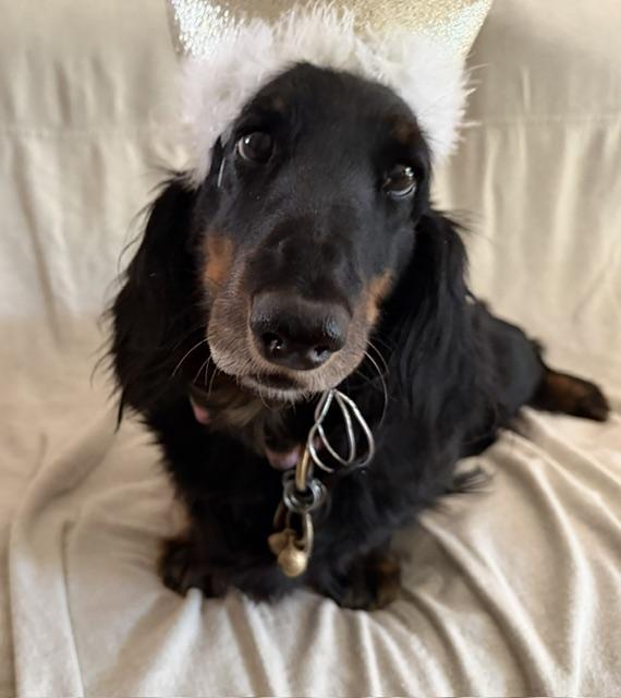 Bailey, adopted, Senior Female Dachshund (Long Haired).