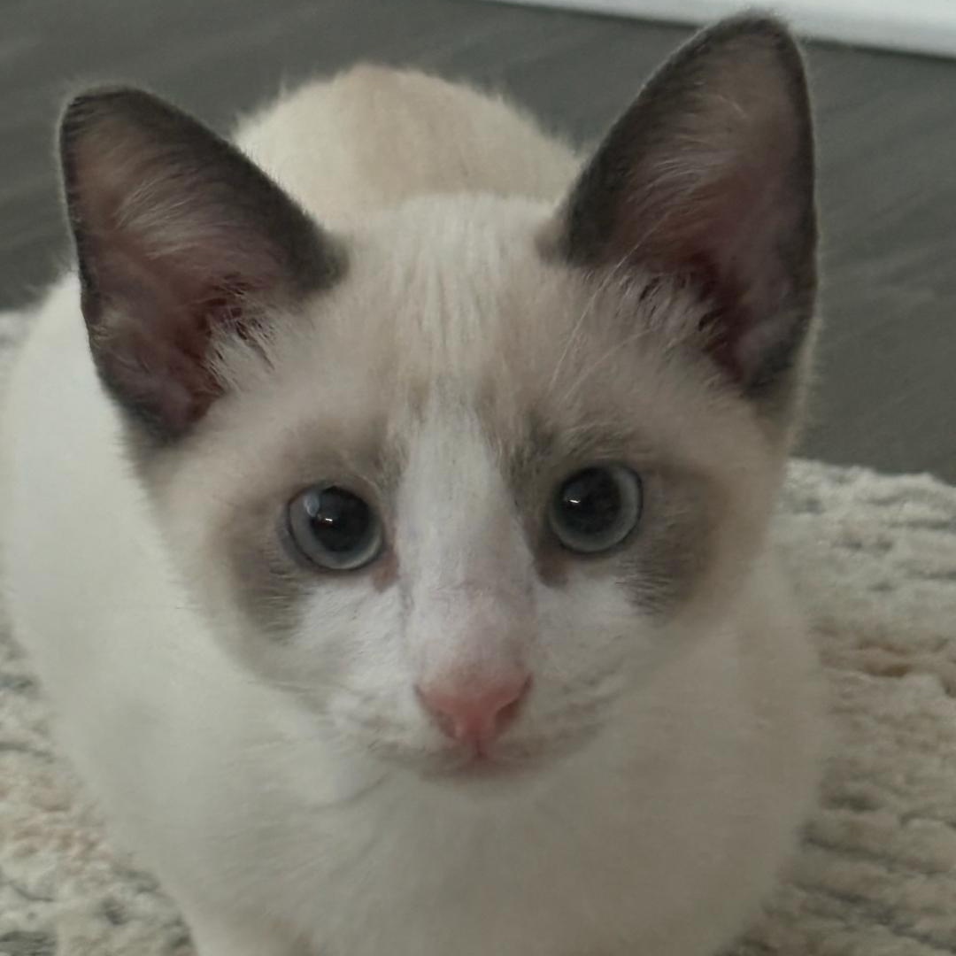 Enlarge Minty - Gorgeous Kitten! Bonded to Stormy, a ADOPTABLE Snowshoe in Buford, GA image 1/6