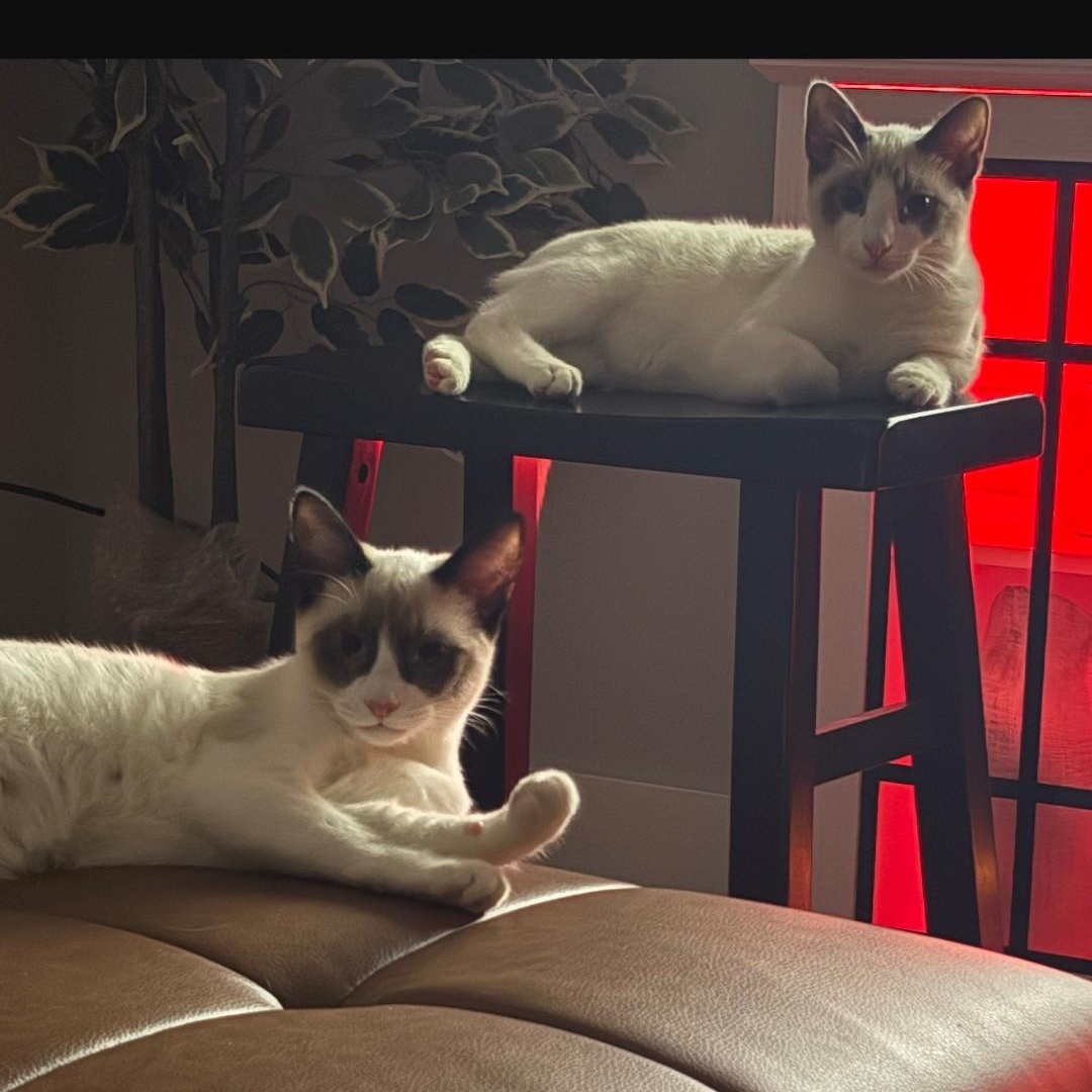 Enlarge Minty - Gorgeous Kitten! Bonded to Stormy, a ADOPTABLE Snowshoe in Buford, GA image 4/6