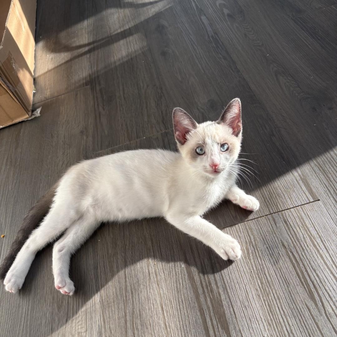 Enlarge Minty - Gorgeous Kitten! Bonded to Stormy, a ADOPTABLE Snowshoe in Buford, GA image 3/6