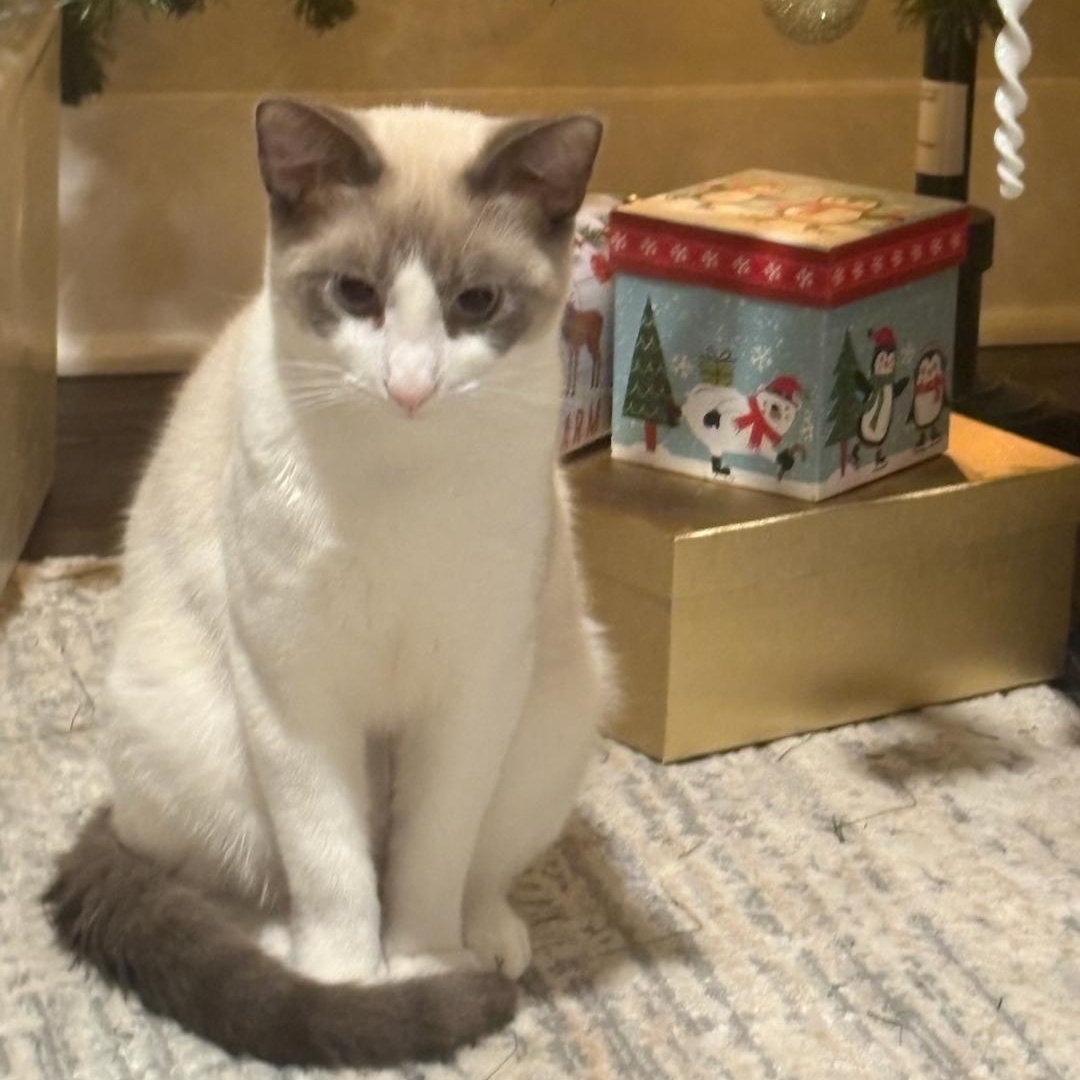 Enlarge Minty - Gorgeous Kitten! Bonded to Stormy, a ADOPTABLE Snowshoe in Buford, GA image 2/6