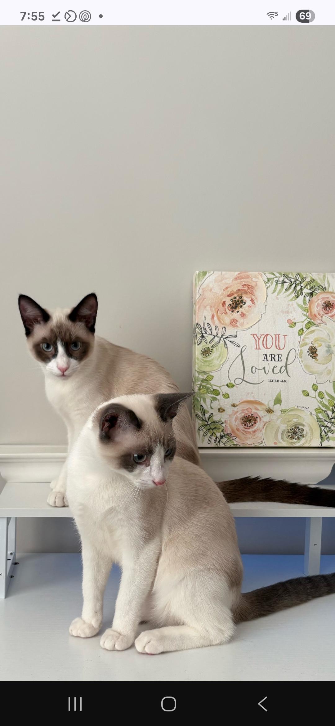 Enlarge Minty - Gorgeous Kitten! Bonded to Stormy, a ADOPTABLE Snowshoe in Buford, GA image 6/6