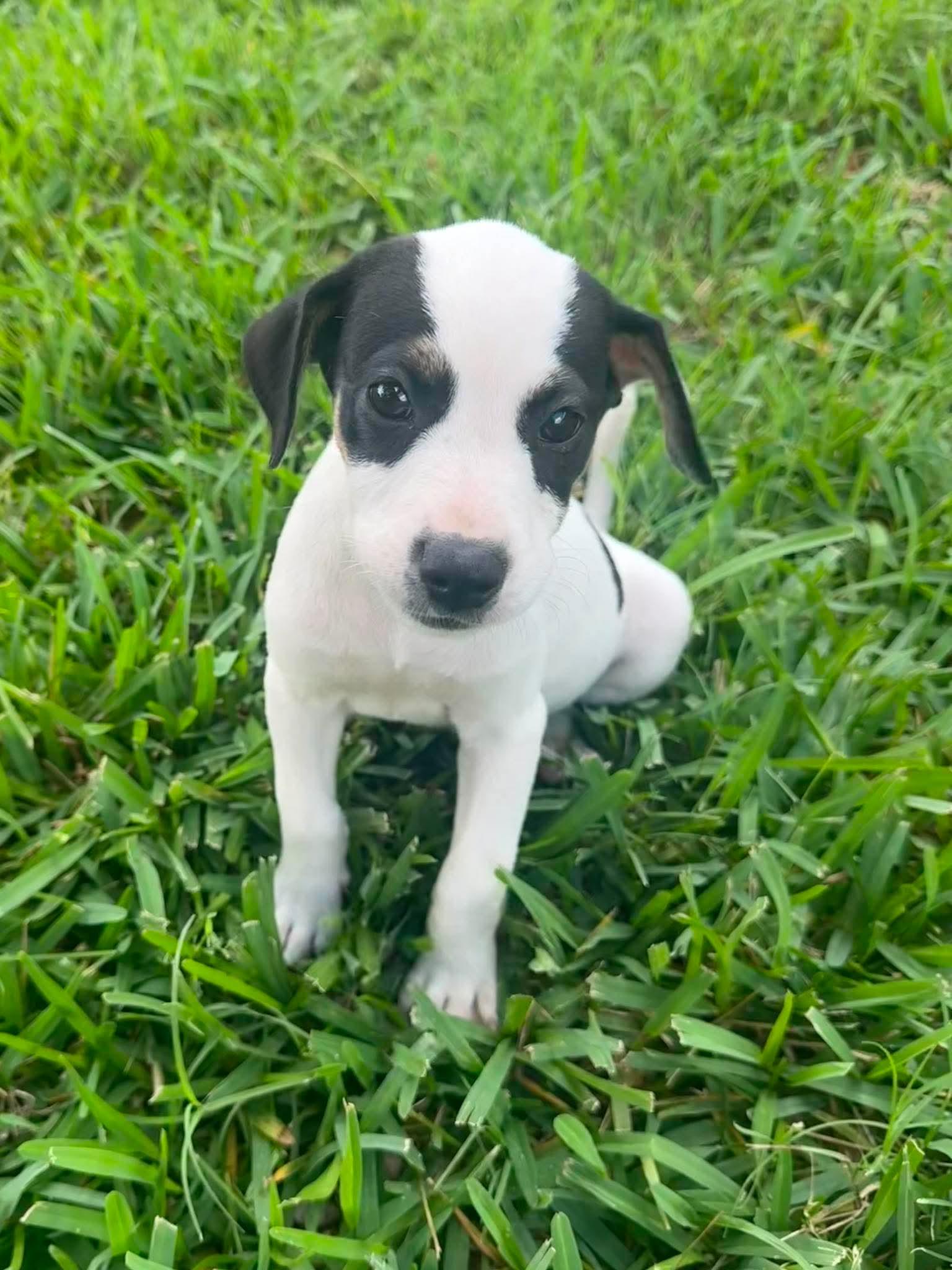 Enlarge Madi, a ADOPTABLE mixed breed in Lutz, FL image 2/2