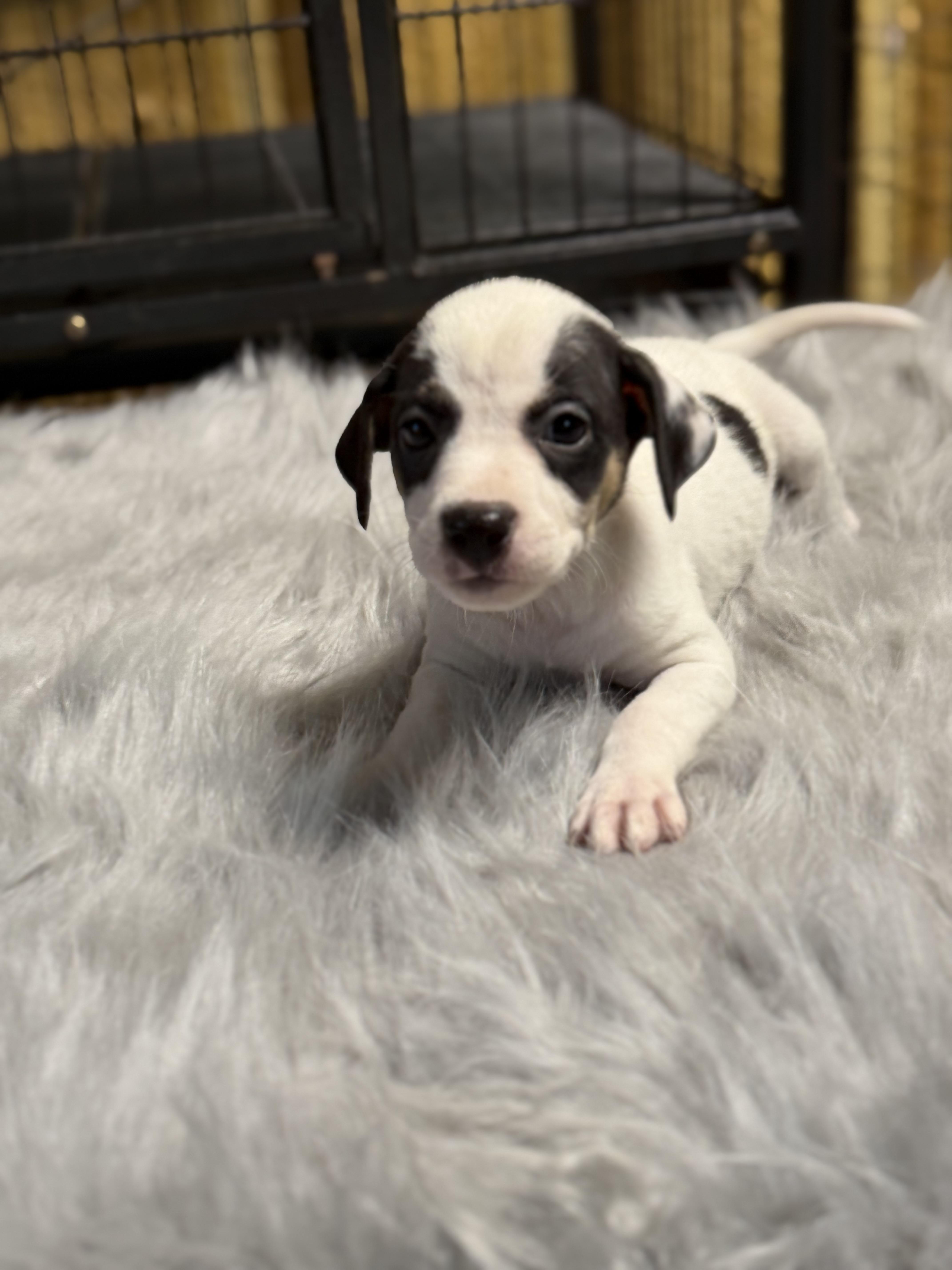 Madi, ADOPTABLE, Puppy Female Border Collie & Labrador Retriever.