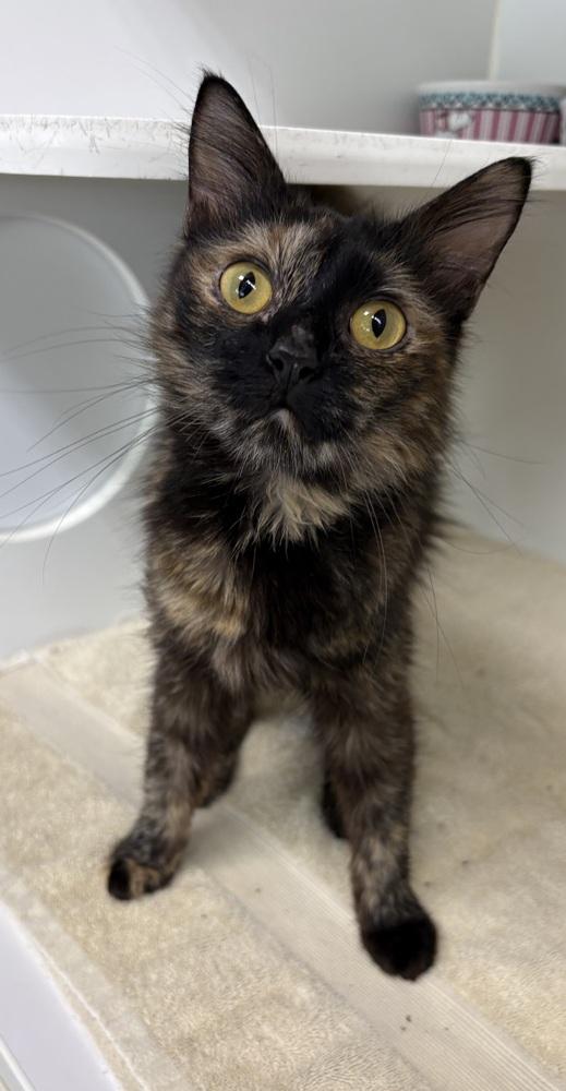 Tessa, Adopted, Adult Female Domestic Medium Hair.