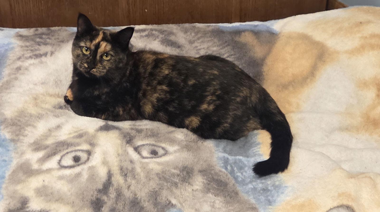Enlarge Popcorn, a Adoptable mixed breed in Forest Lake, MN image 1/3