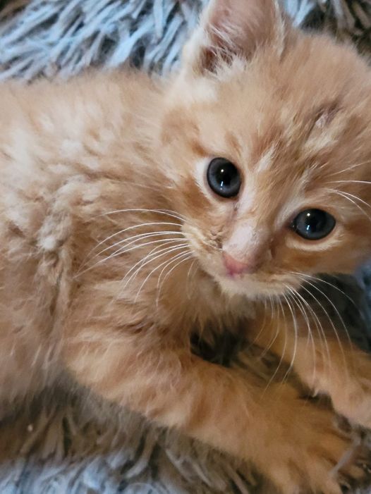 Edwin, Adoptable, Kitten Male Domestic Short Hair.