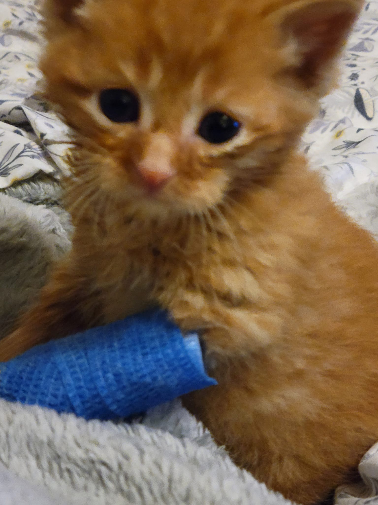 Enlarge Edwin, a Adoptable Domestic Short Hair in Richmond, IN image 2/2