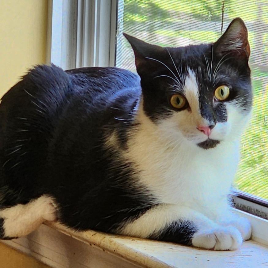 Watson, Adoptable, Young Male Domestic Short Hair.