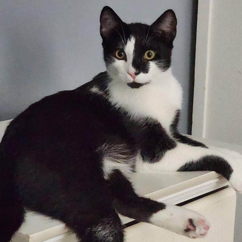 Watson, Adoptable, Young Male Domestic Short Hair.